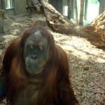 Orangutanghonan