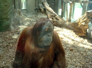 Orangutanghonan